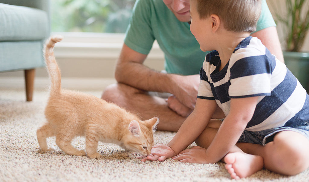 ¿Cómo identificar la ansiedad en los gatos?